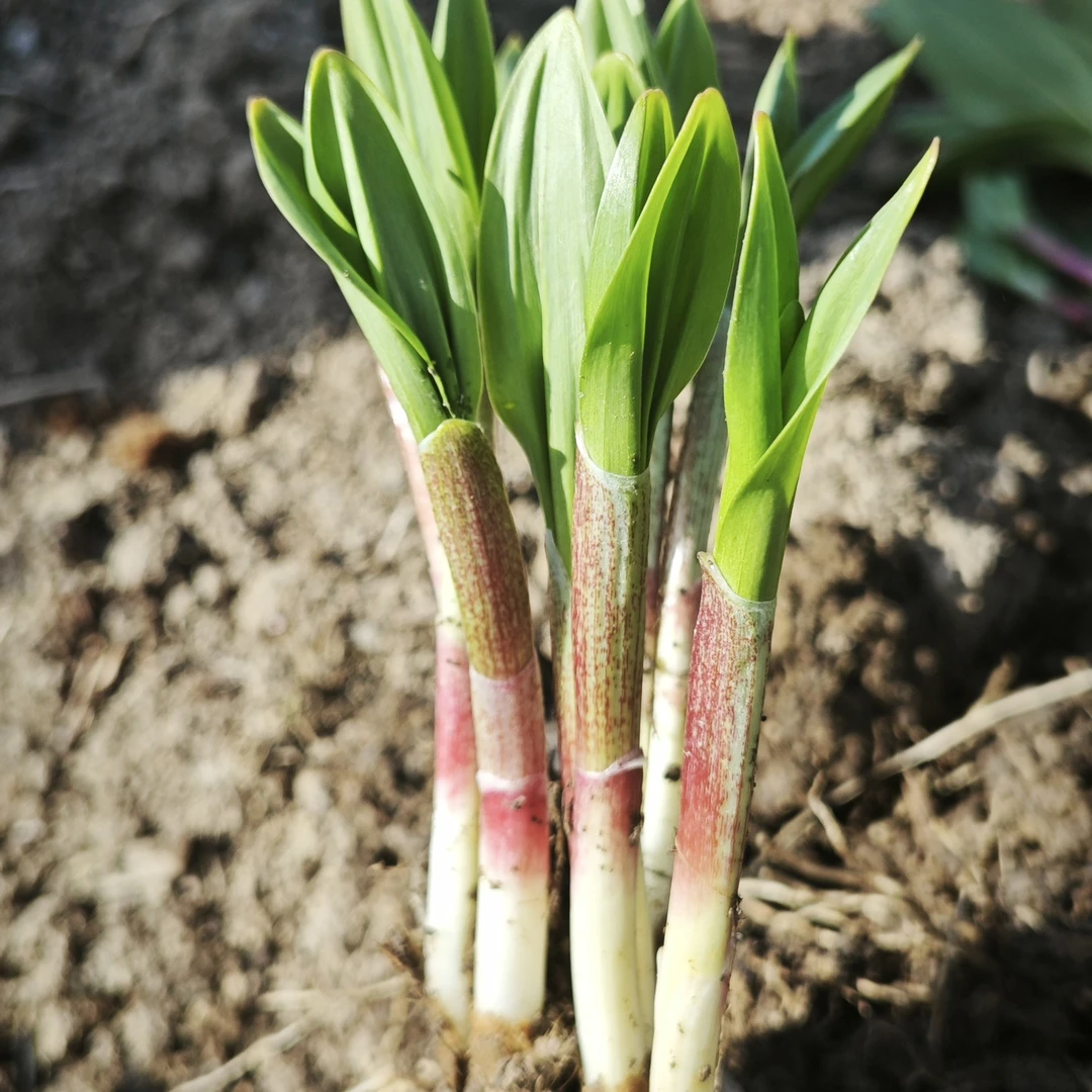 大兄弟严选【山葱苗】25 棵顺丰包邮