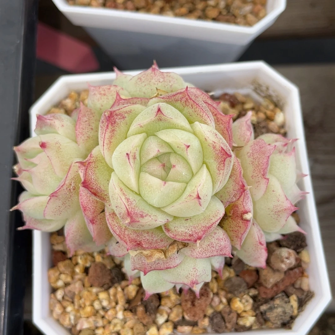 2689优选精品手捧花麦杆s