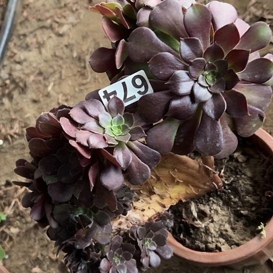 艾***姐多肉植物一个荷兰