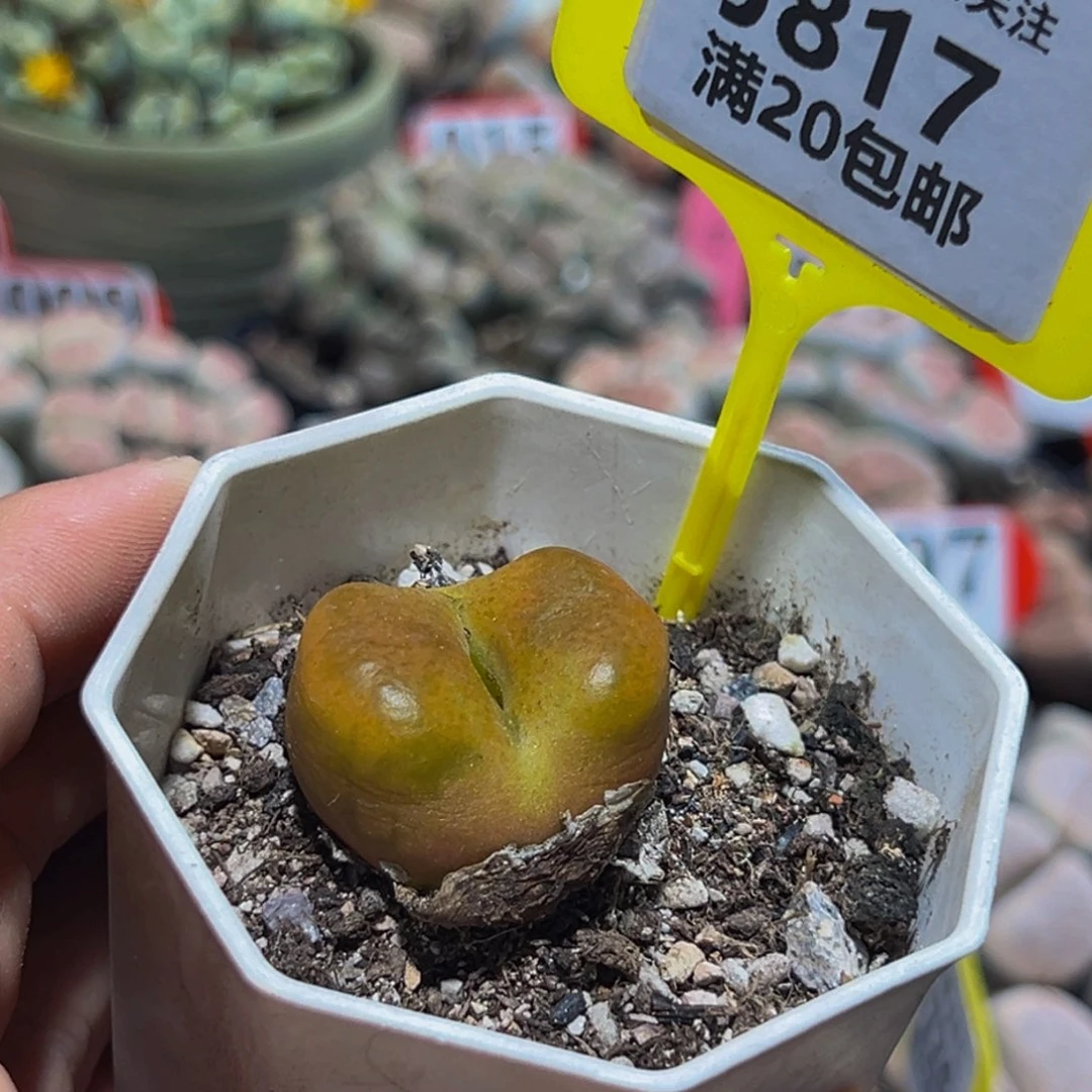 817 生石花大群生一物一拍