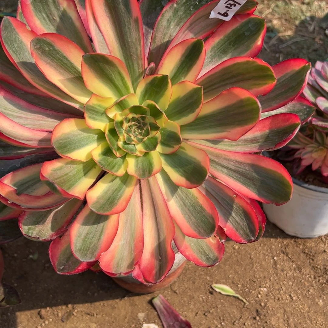 137红魔女多肉多肉多肉