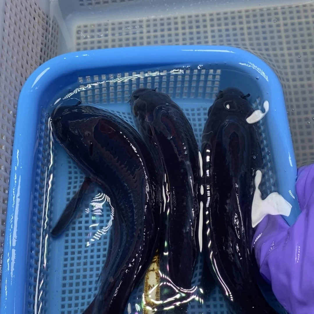 锦鲤冷水锦鲤包邮