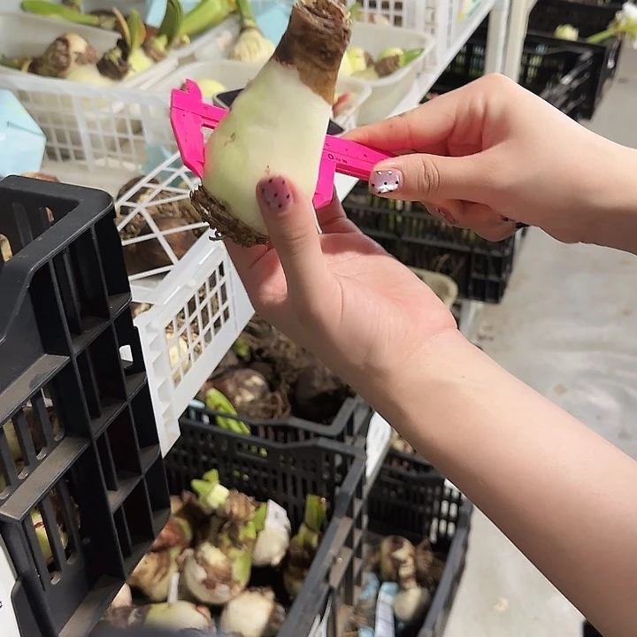 凤蝶4.5公分进口球丑球