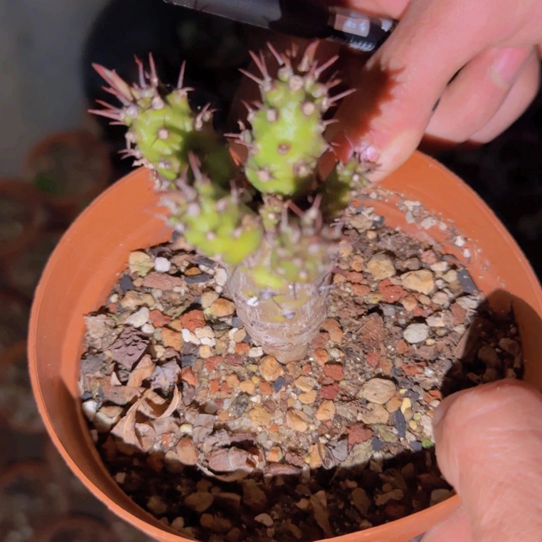 ?*迪块根植物块根植物