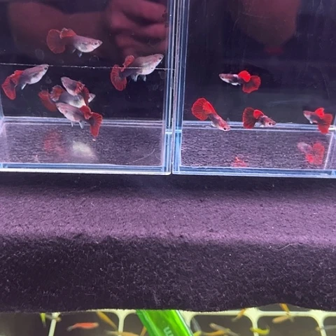 常***哥孔雀鱼6母4公折扇菊花帆