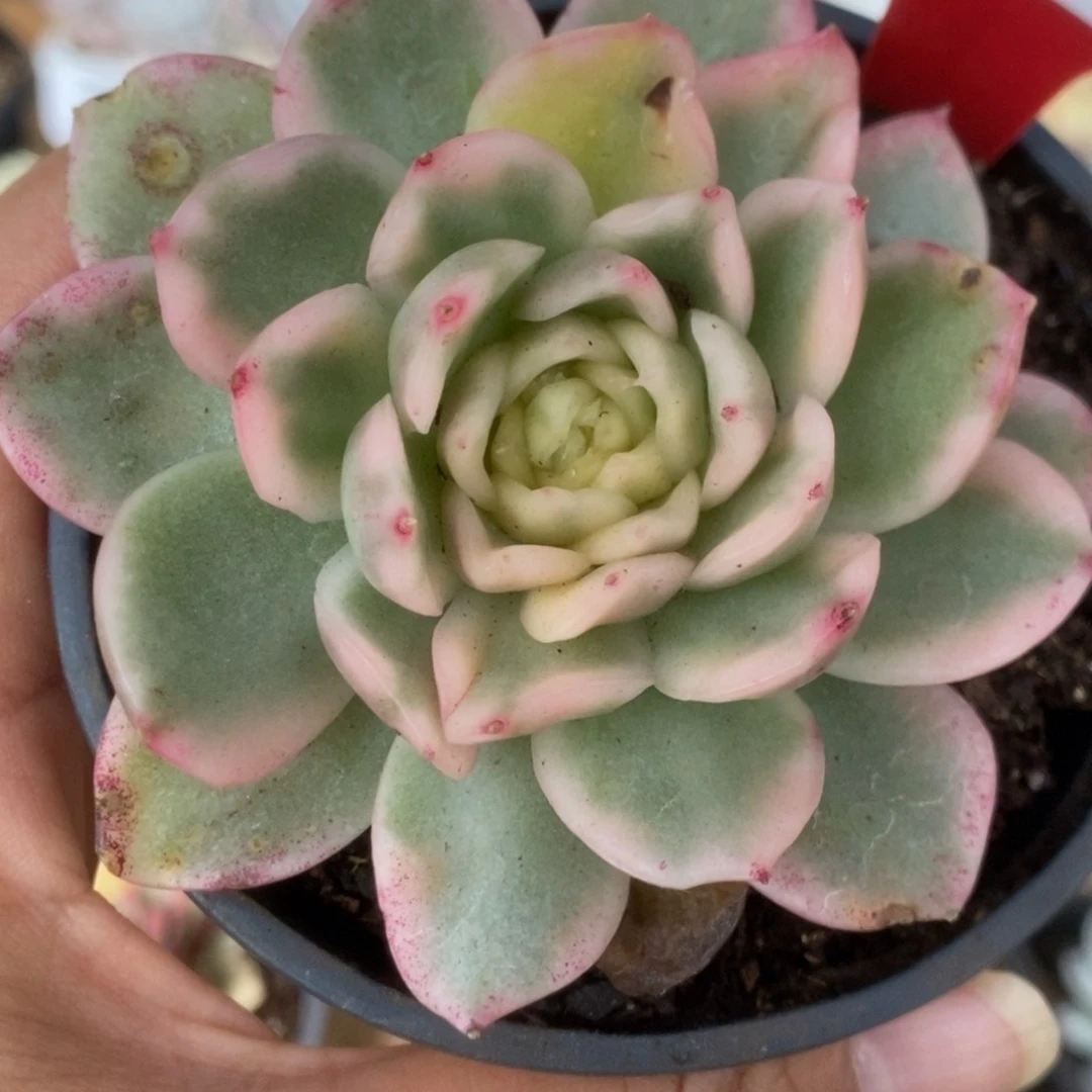 271碧浪锦锦锦锦