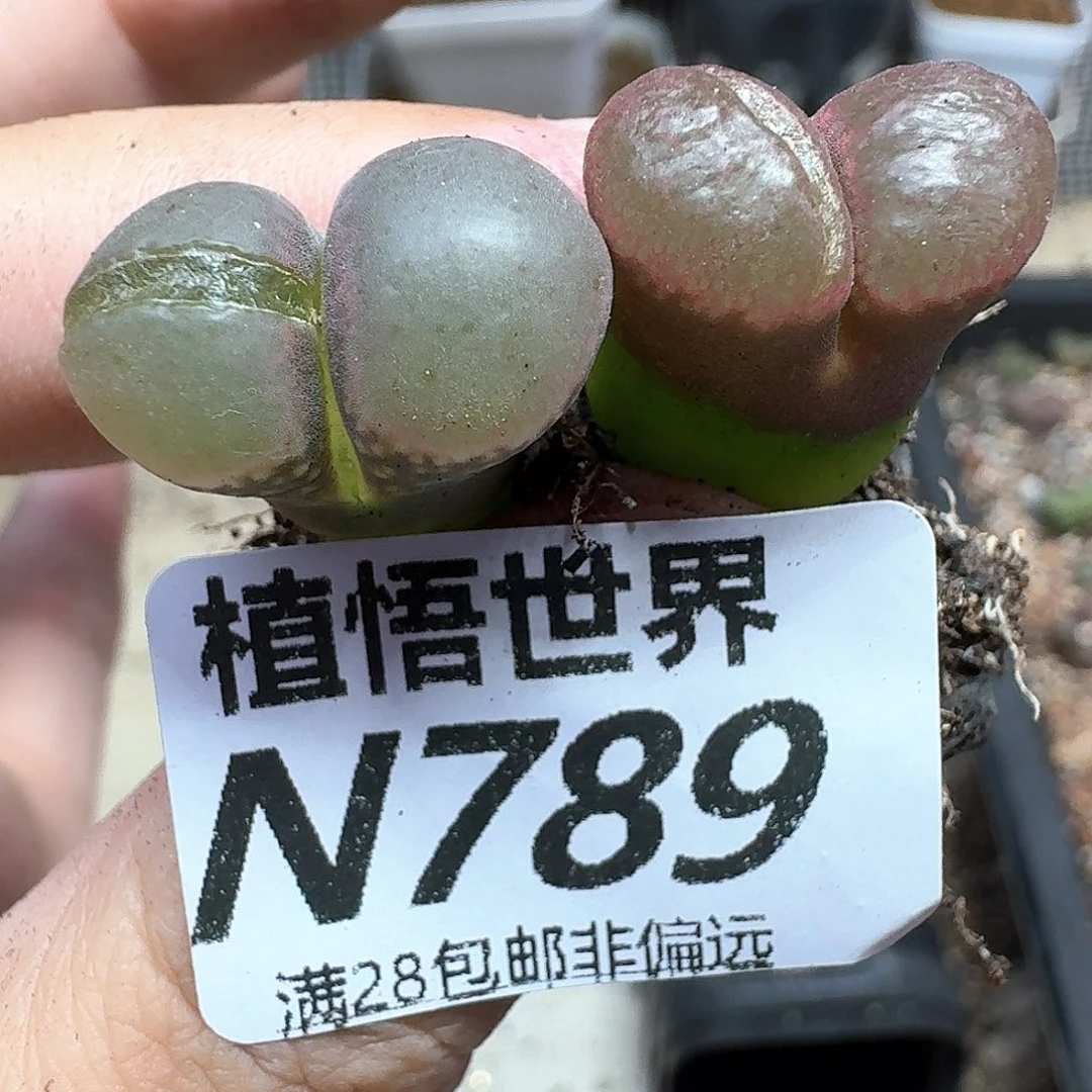 多肉植物的润泽付出