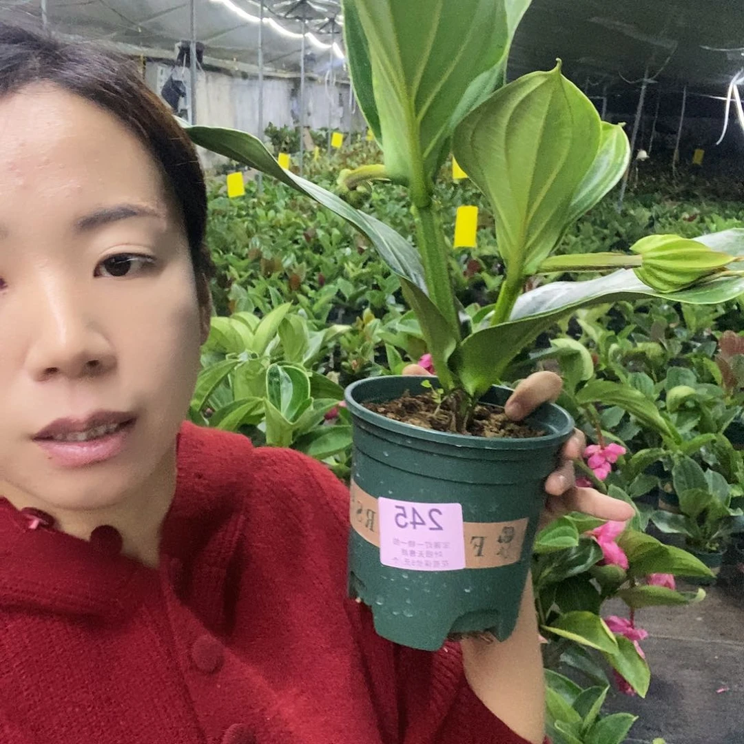 木本植物喵***家木本花卉245