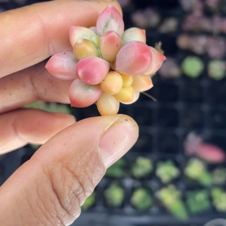 一我一拍满18包邮