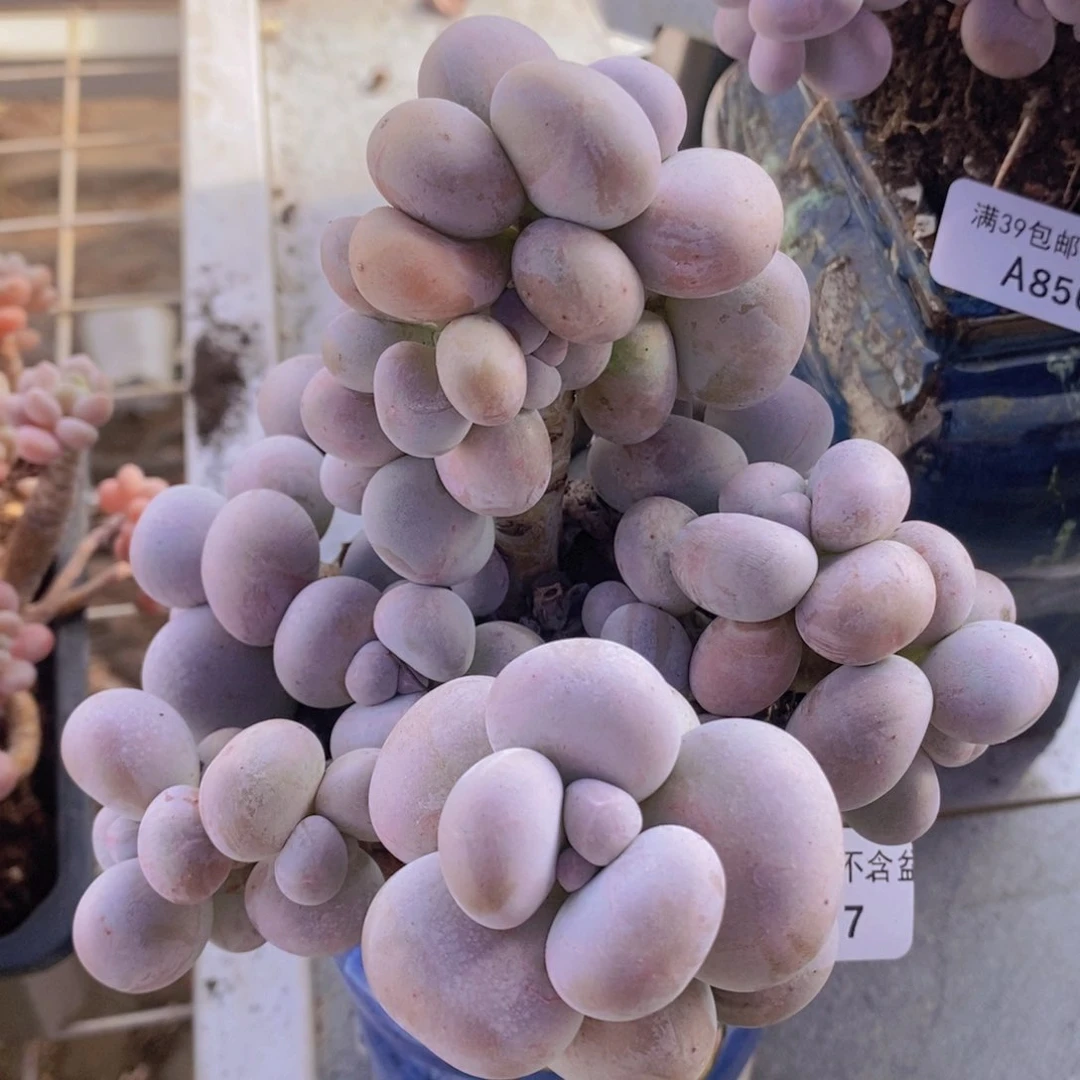 芭比奶洛11cm855多肉植物