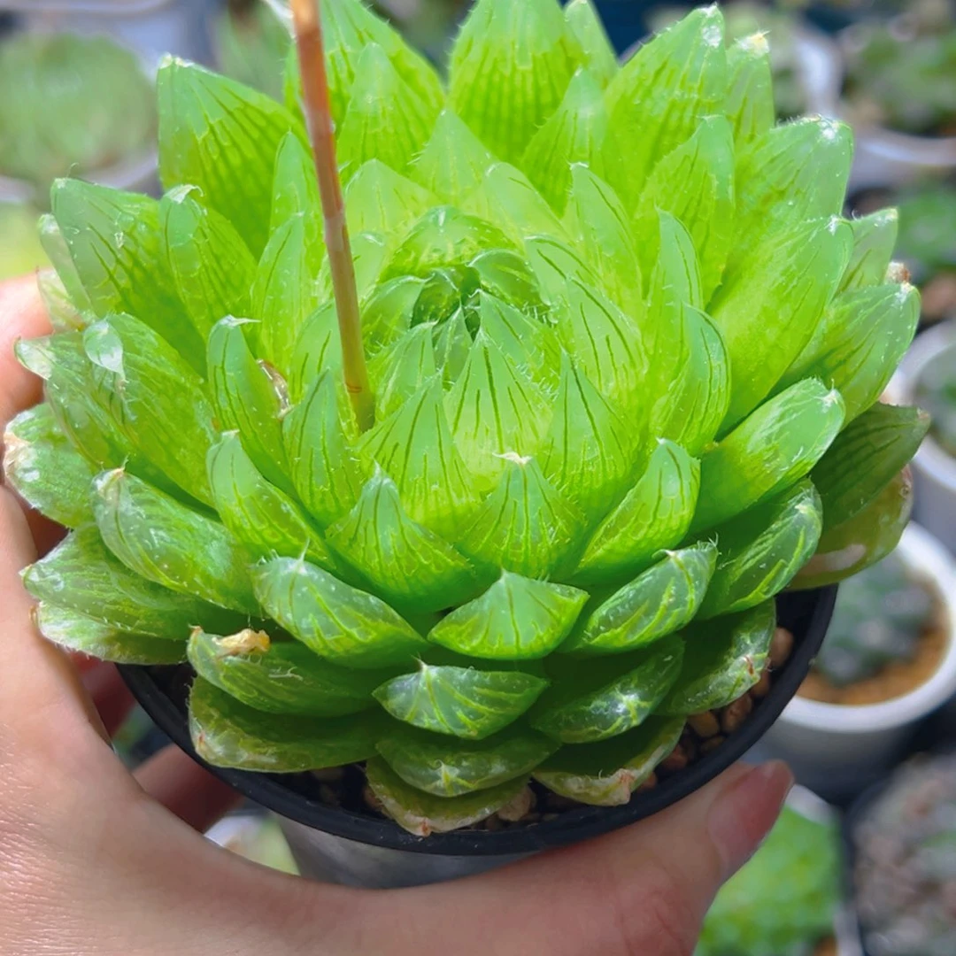 万象盆樱水晶母本多肉1