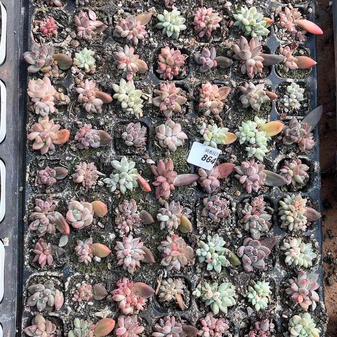 毅**深阿雅园艺。         带盘发货864