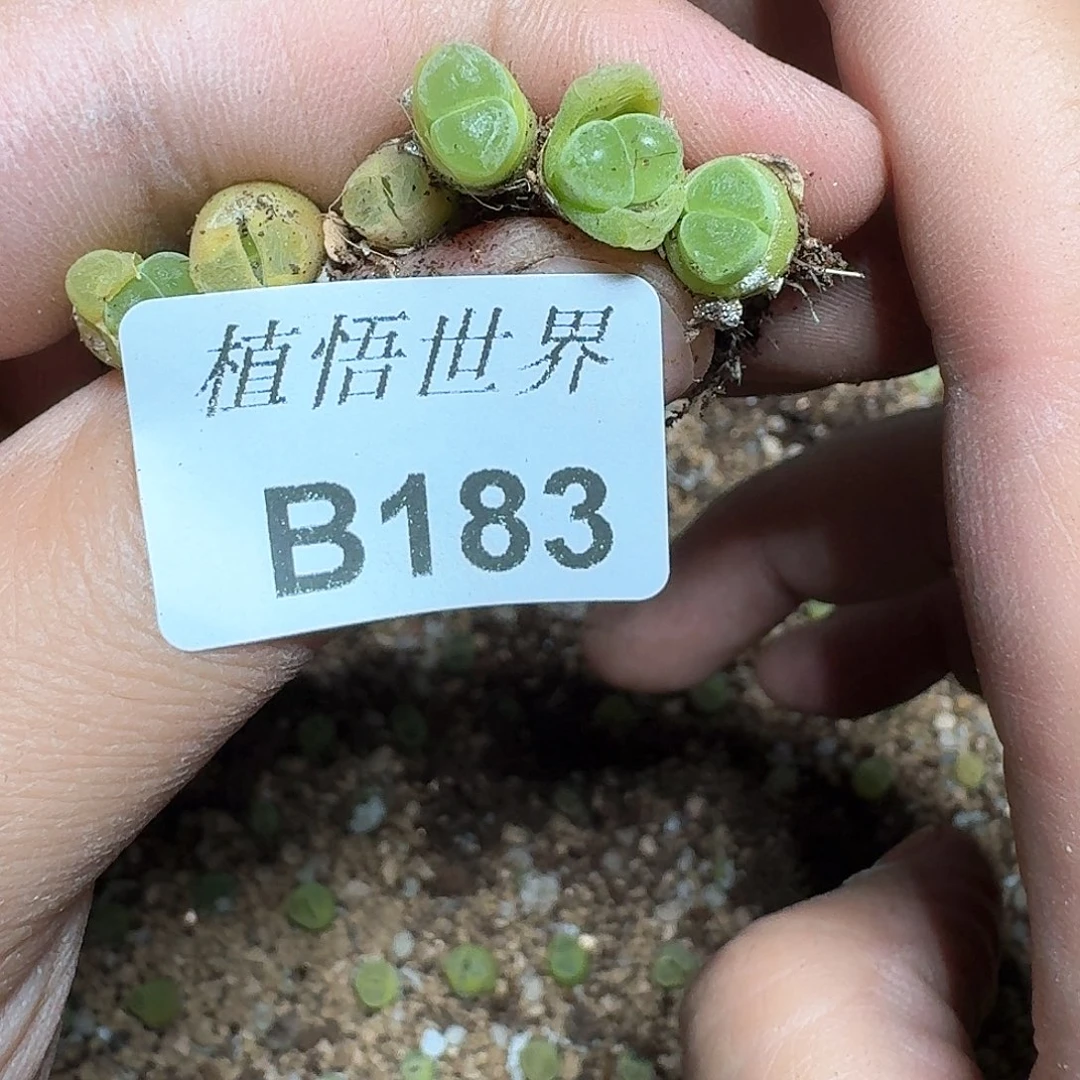 10颗一组量拍多肉植物哇g h