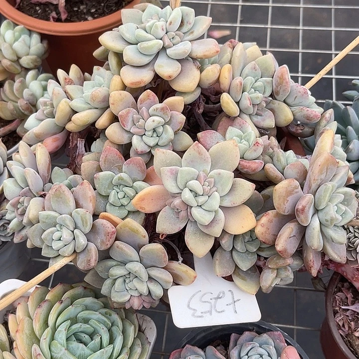 两单包邮，一物一拍，253克洛伊