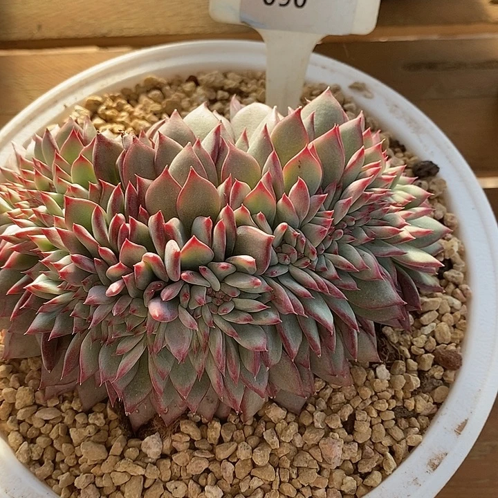 D090- 直播福利 红拉糖缀化