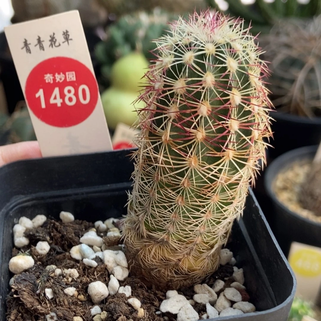 实生红刺青花虾一棵