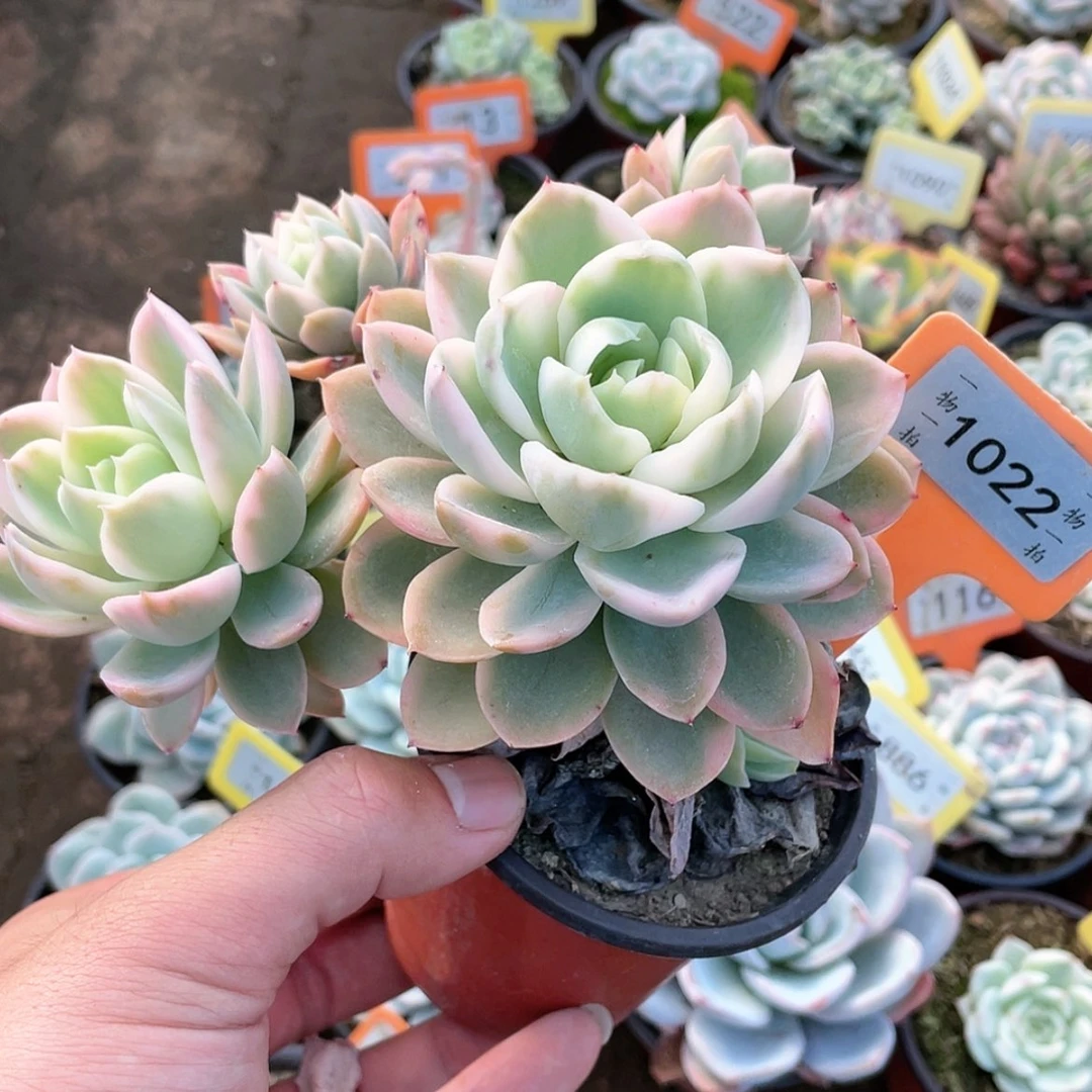 【闪购商品】1022号