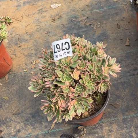 767甜茶不包断枝