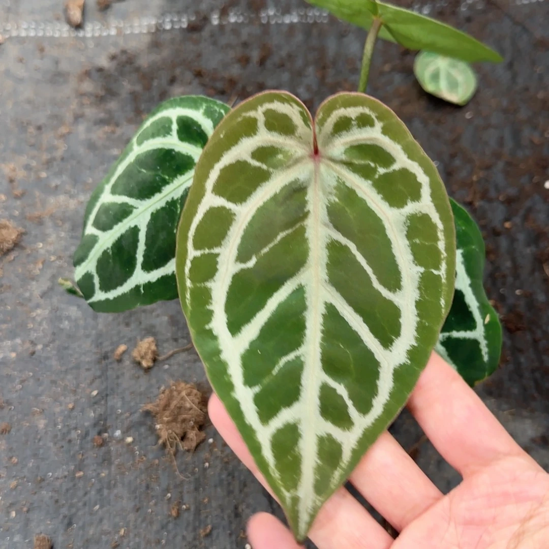 完全开放优秀的skg银红