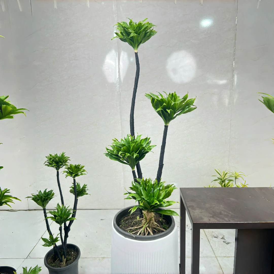 室内耐旱太阳神绿植