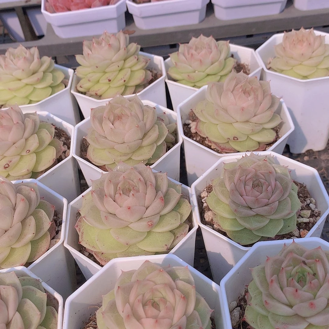 月影虾饺35678990000