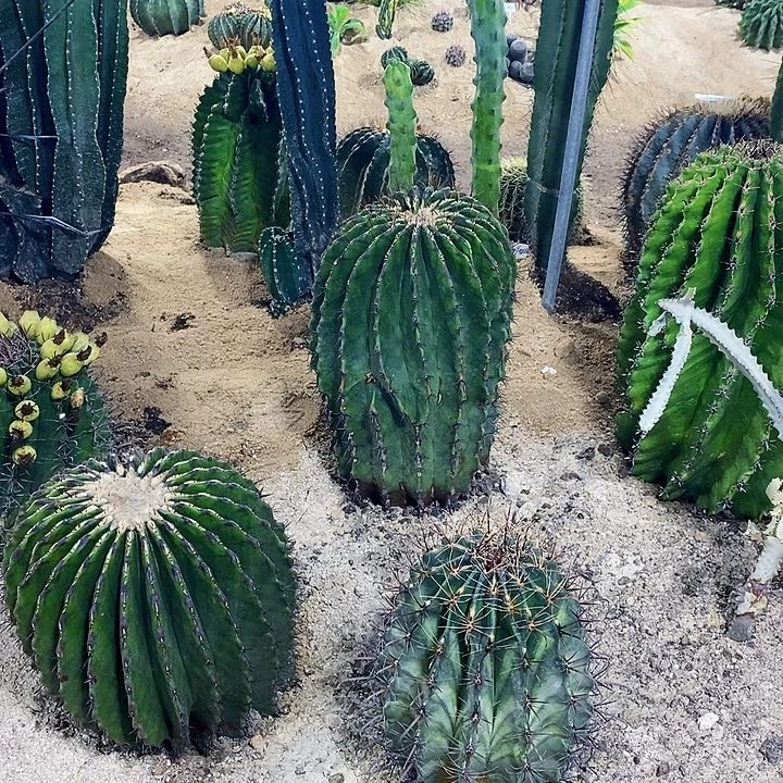 小**卜00000000000000000000