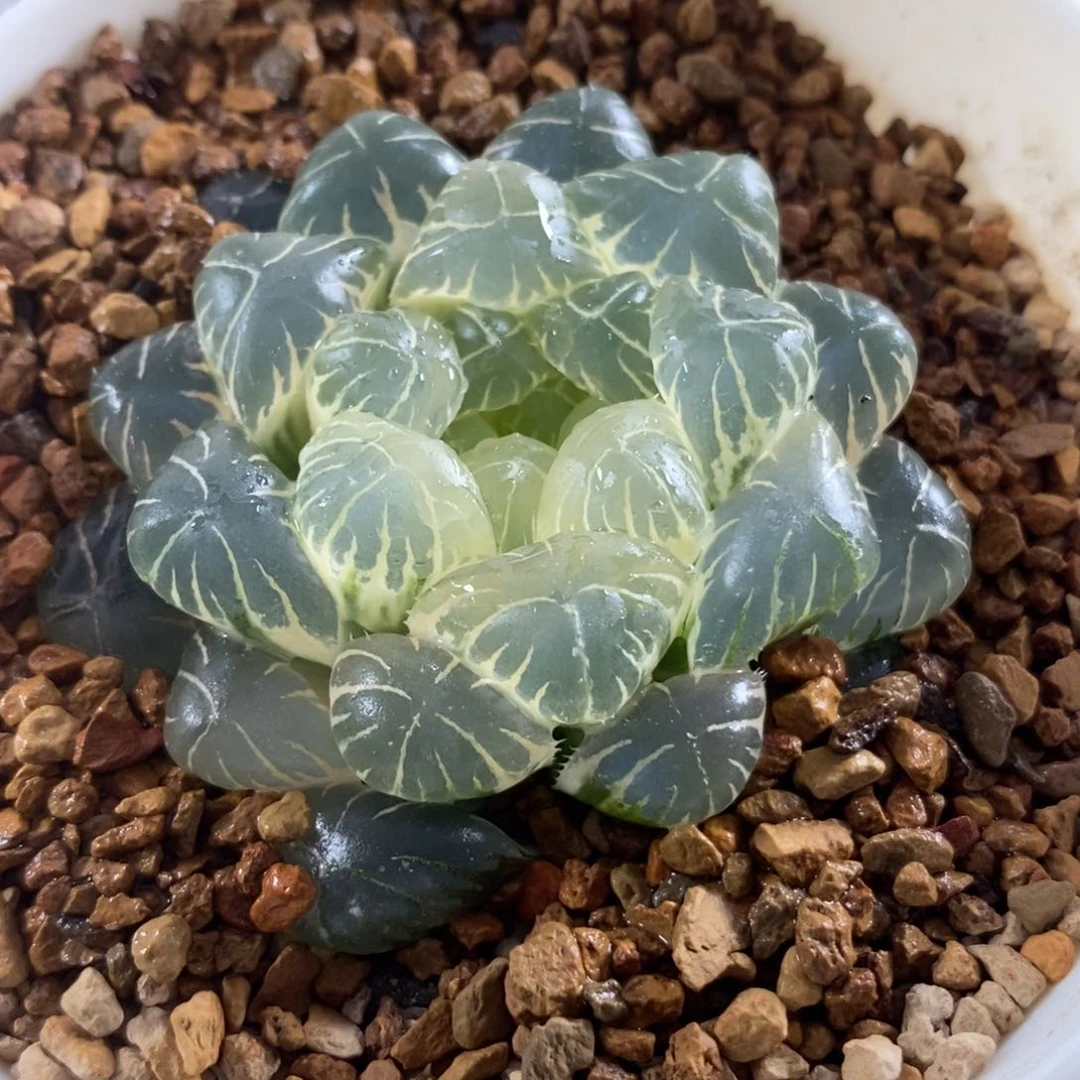 439糊斑湖水玉露锦一物一拍