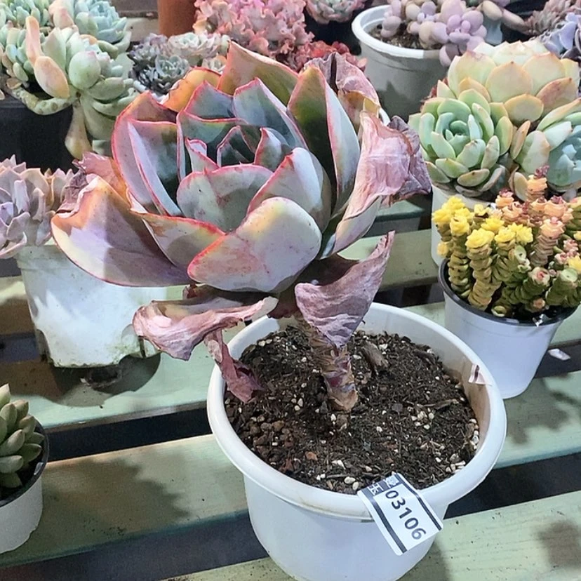 【闪购商品】肯尼迪03106