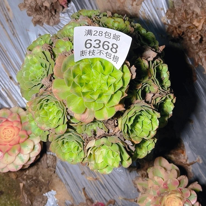 6368五彩琉璃多肉植物