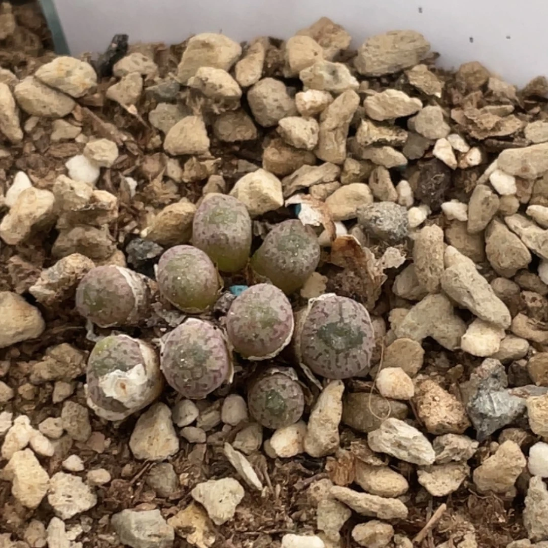 26-117小s多肉植物