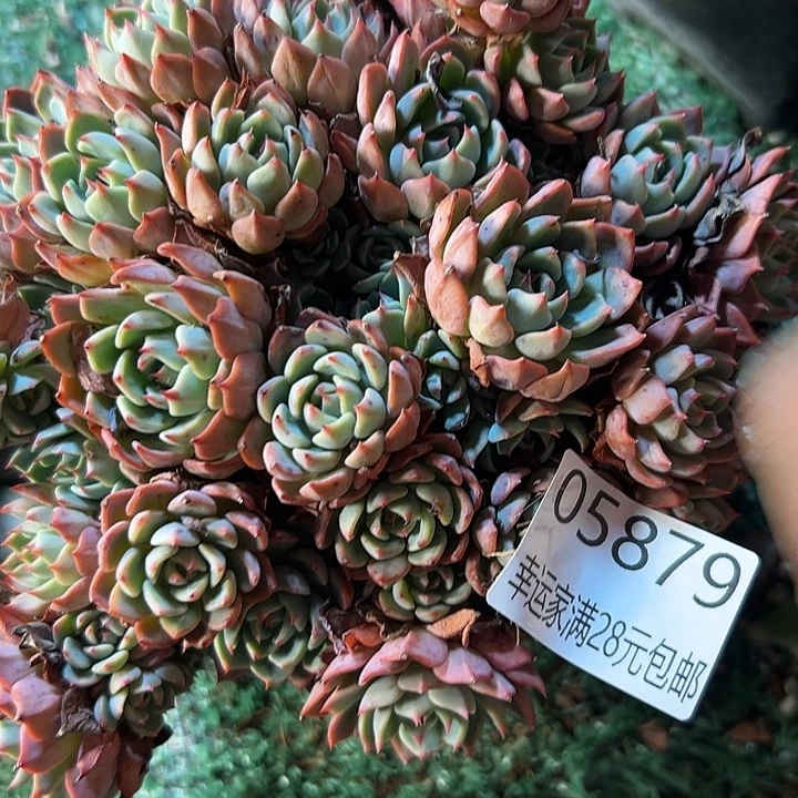 幸运的是你还没遇到