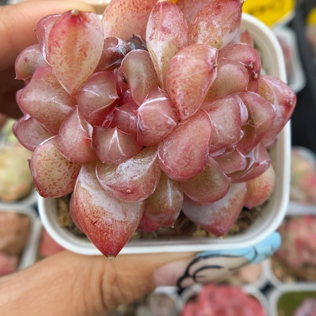 粉钻心珍妮群生5456号