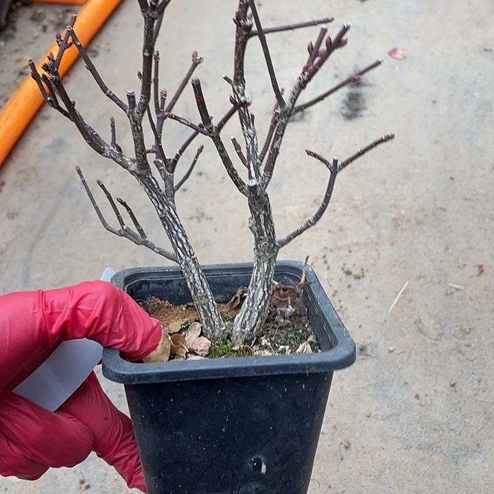 风***筝无花朵30菊花菊花计划经济