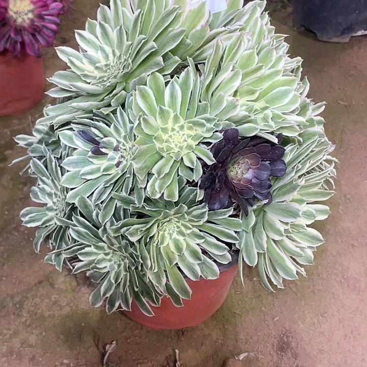 多肉法师多肉855