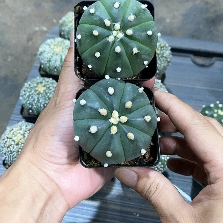 *****组合2棵实生脱土发货