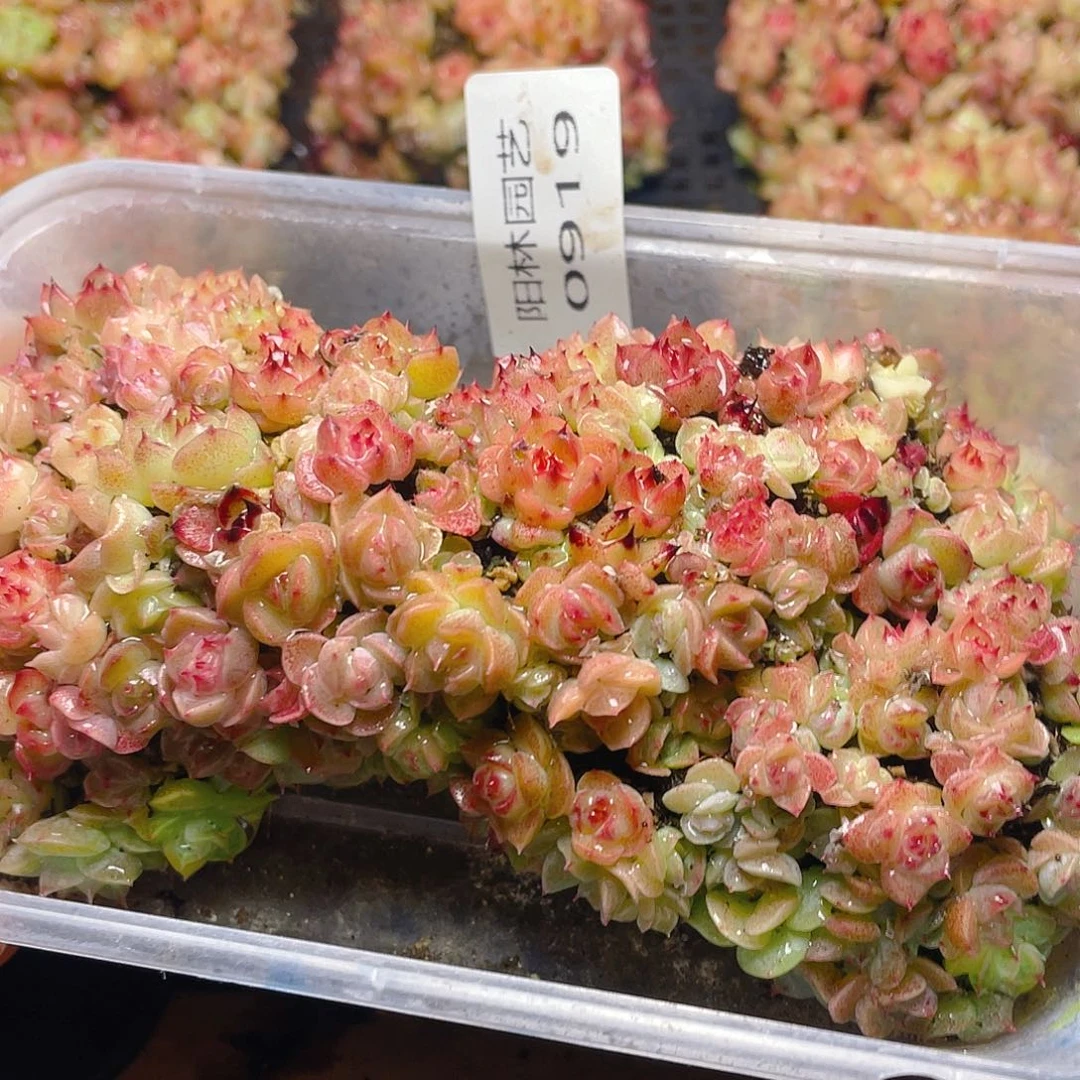 小***人多肉植物多肉植物919