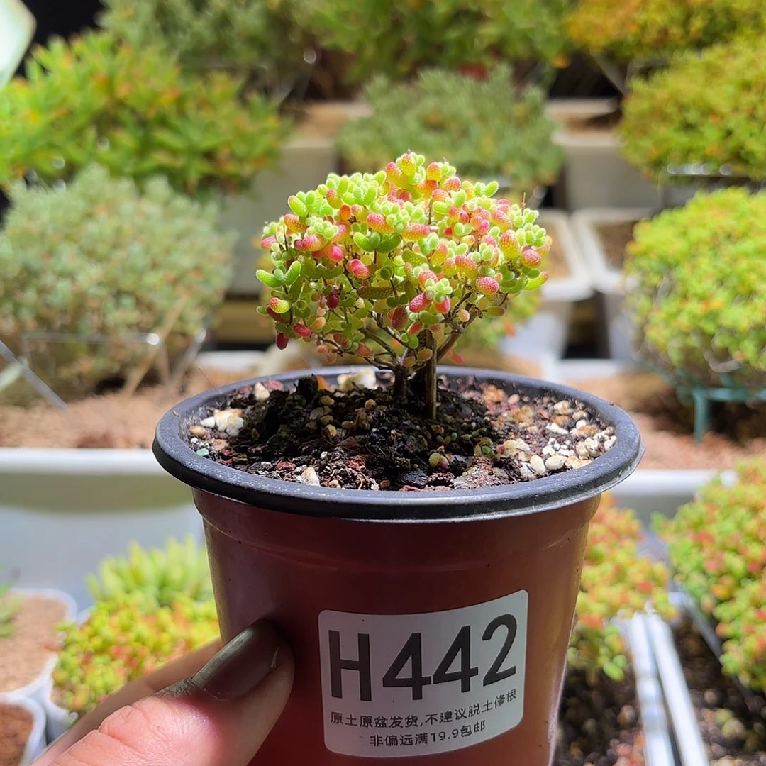 枝干番杏密橘糖球H442