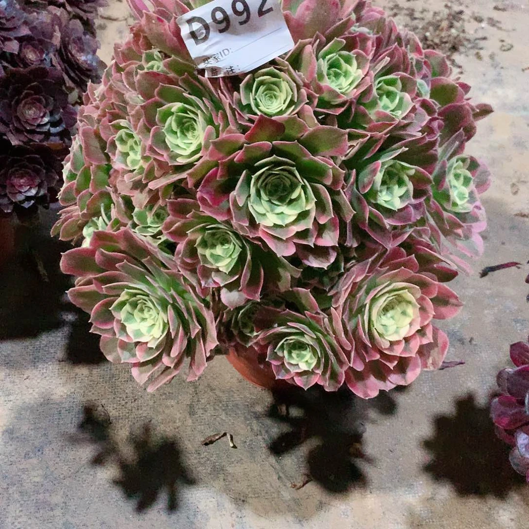 白凤法师多肉992