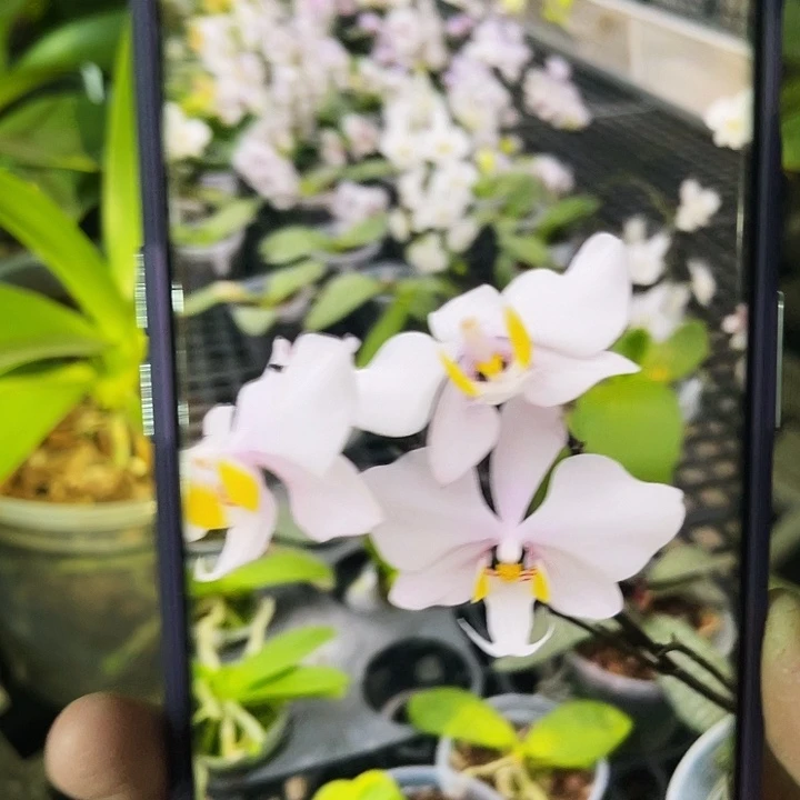 完全开放菲律宾西雷利