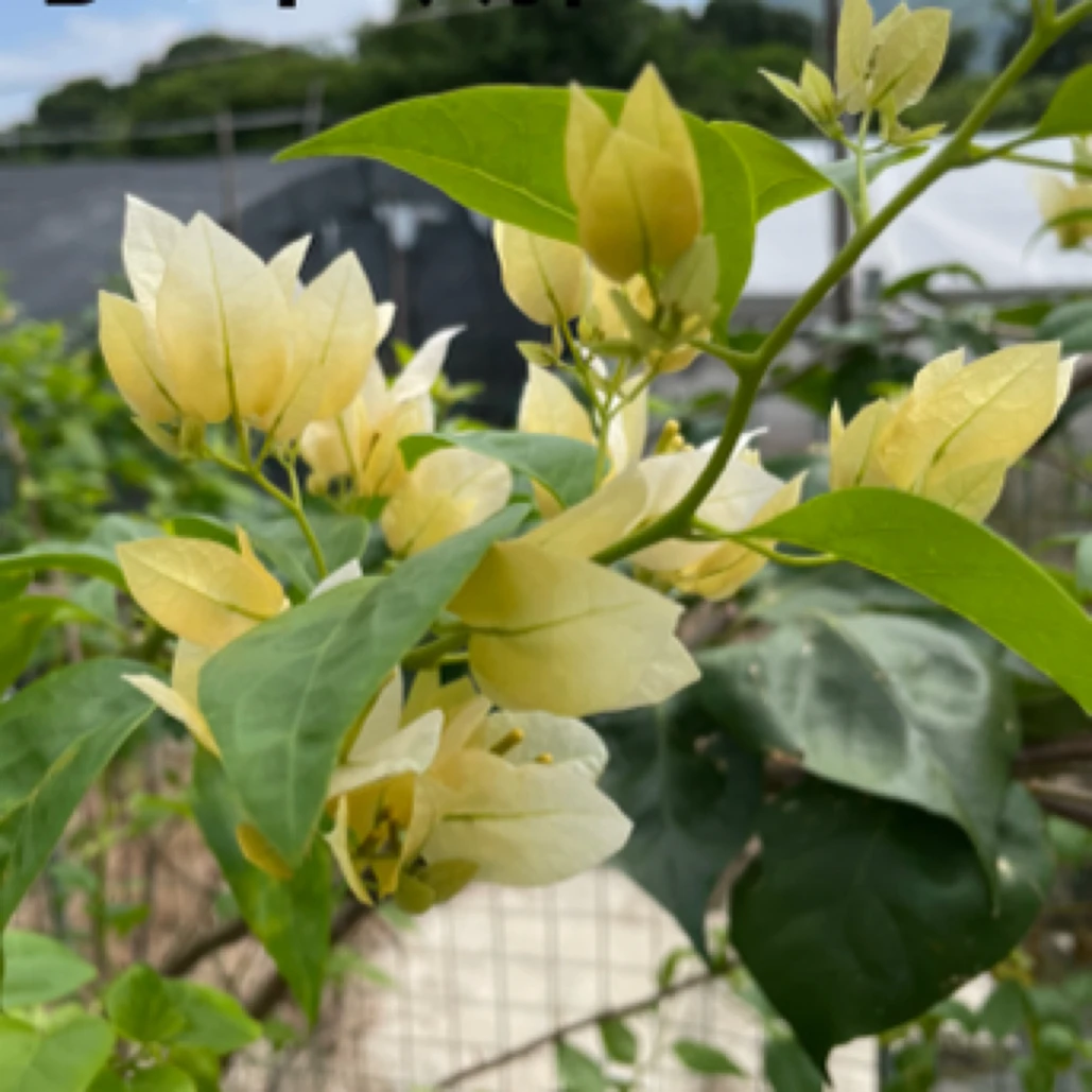 （苏瓦娜）三角梅庭院盆栽耐热四季开花好养花苗