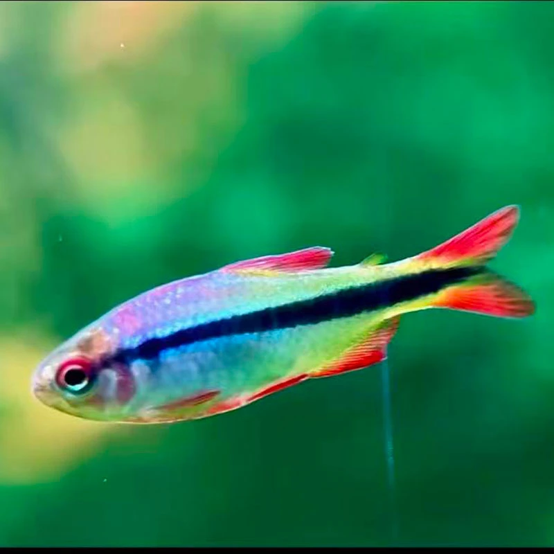 皇室青魔鬼 小型热带淡水活 体观赏鱼灯科鱼高端群游魔鬼灯鱼包损