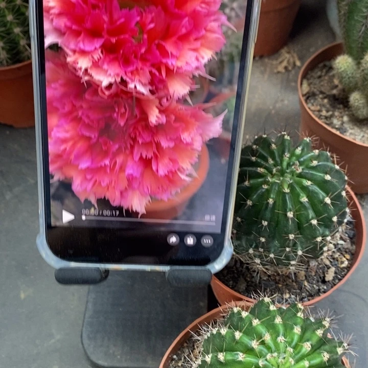 彩草2号羽毛6-7公分左右