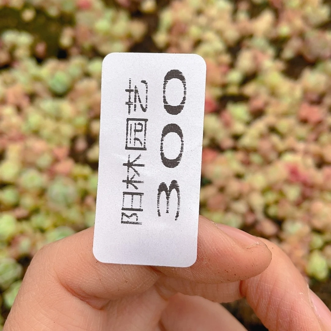 小***圆多肉植物多肉植物300