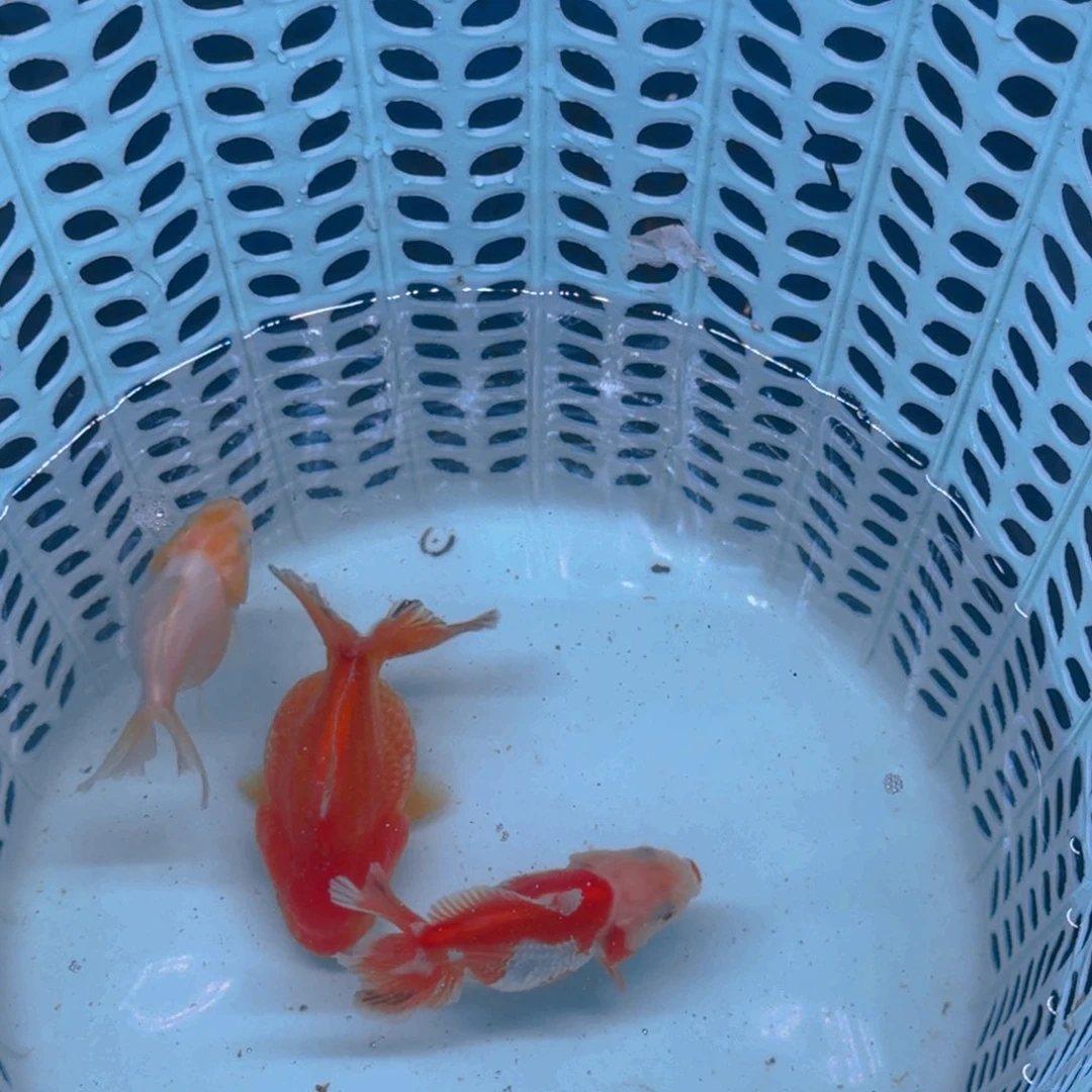 斑马鱼不解释包邮到家