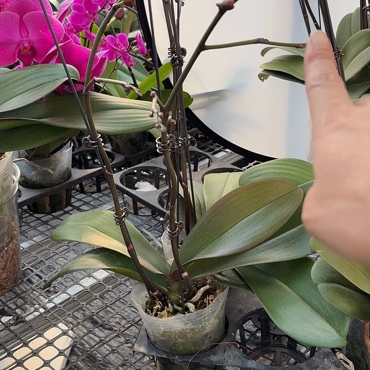 无花朵神仙姐姐一颗高品质