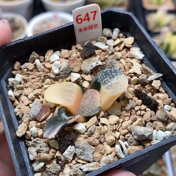 647点点寿一物一拍