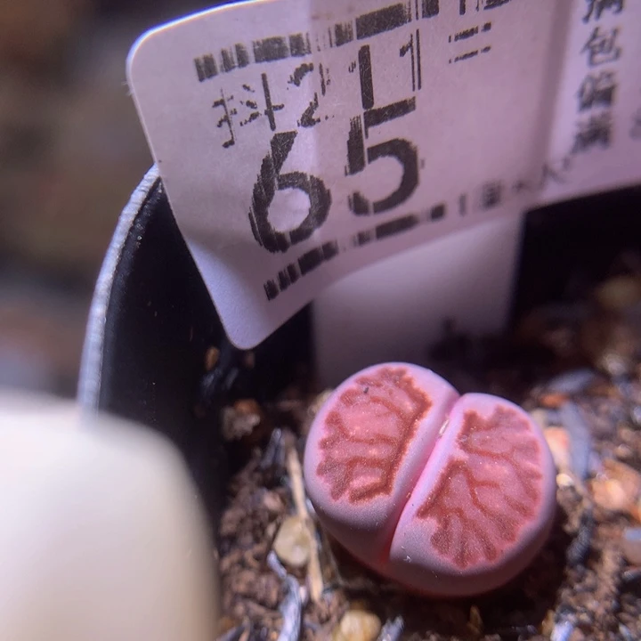 生石花多肉211.65紫菊