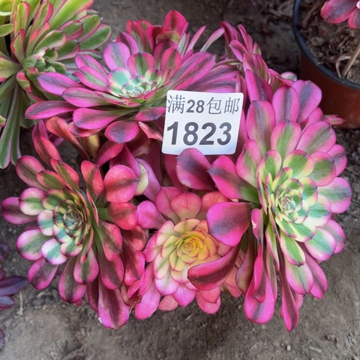 1823舞天姬多肉植物