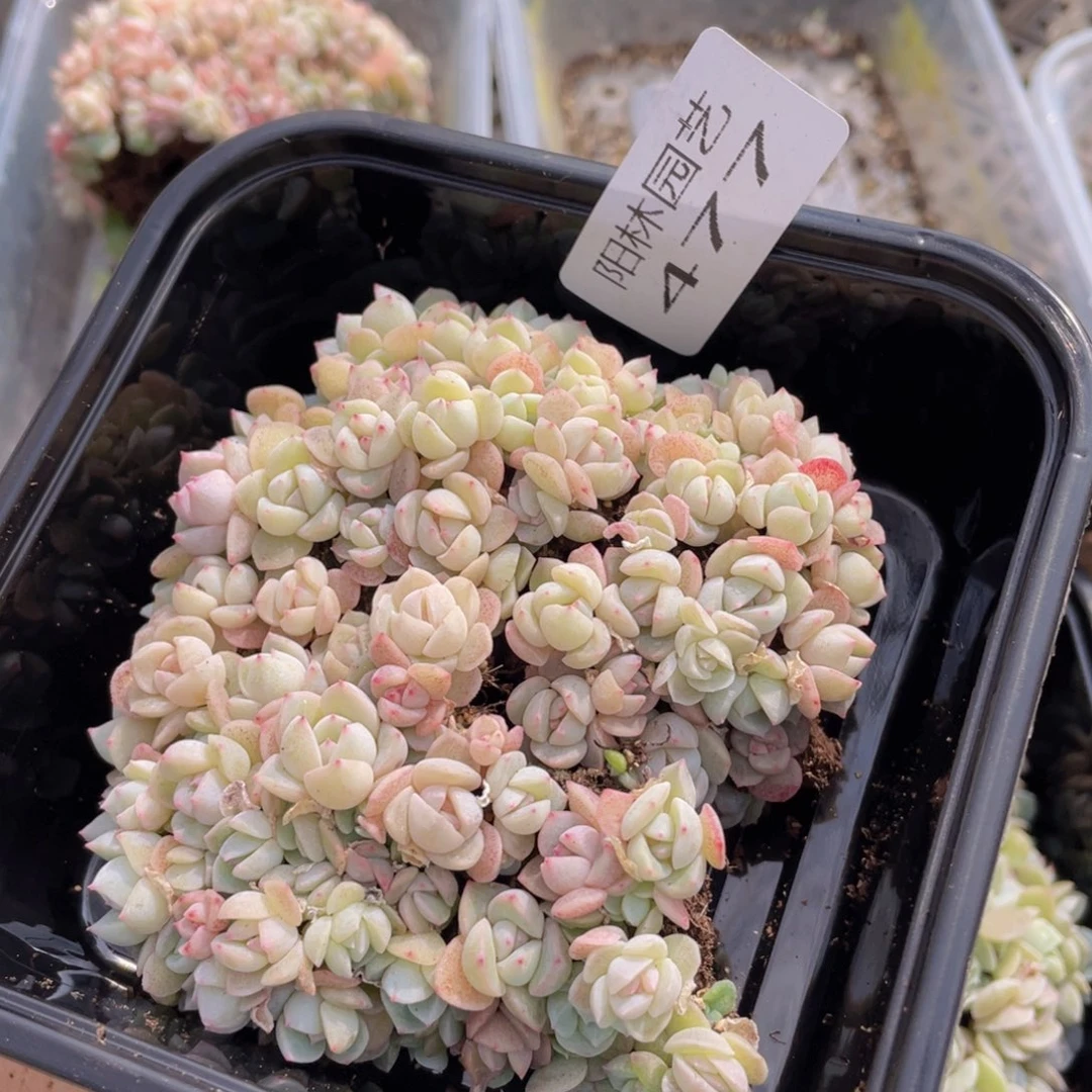 多肉植物多肉植物477