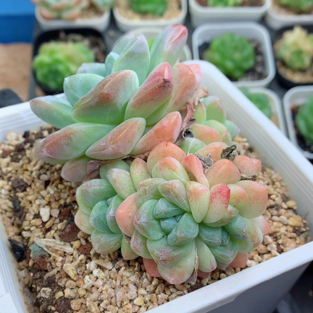 58包邮  群生不包整冰玉19